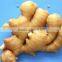 2016crop air dried ginger price