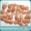 bitter apricot seeds for sale