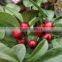 100% Pure Wintergreen Oil (Gaultheria)