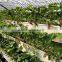 Hot sale film covering tunnel strawberry greenhouse