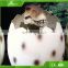 KAWAH Customized Amusement Park Artificial Hatching Fiberglass Dinosaur Egg