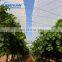 Reinforced transparent plastic tarpaulin woven plastic film for greenhouse