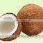 Coconut Supplier in India