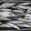 Frozen fresh round scad whole round in good quality