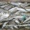 Frozen sardine frozen on land