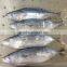 skip jack tuna fish