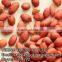 NEW CROP RED SKIN GROUNDNUTS/PEANUTS KERNEL_HIGH QUALITY