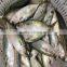 High Quality Frozen Fish Whole Round Indian Mackerel Seafood