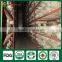 Dried Shiitake,Shiitake Mushroom Spawn,Buyers for Shiitake Mushrooms