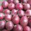 Onion Supplier Best Red Onion Price