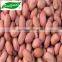 sea flower peanuts kernel