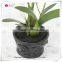 Orchid Flower Plants Wholesale Phalaenopsis Orchid Plant