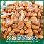 Continous Supply Snack Foods New Crop Siberian Open Pine Nuts in Shell