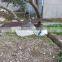 plastic aerial flocked bird decoy / Plastic hunting bait