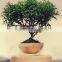 gardening decorative plant tree pots