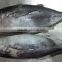Quality Frozen Bonito Fish, Sardine Fish, Tuna Fish, Ribbon Fish for sale