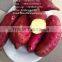 Export fresh sweet potato, good price