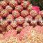 fresh onion from egypt high quality