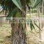 Outdoor Natural Plants Ficus Binnendijkii