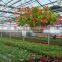 Flower Growing Greenhouse