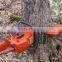 5-1/2" 8" 10" 12" Plastic Felling Bucking Wedge