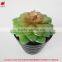 Wholesale artificial plants mini succulents for indoor decoration