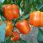 orange pepper seeds sweet pepper greenhouse plant  pepper seeds no.24