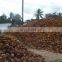 Good price Coconut Shell from Vietnam