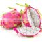 Dragon fruit in Vietnam is rich in nutrients at the best price