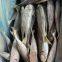 horse mackerel 100-200/trachurus japonicus/mackerel trachurus japonicus