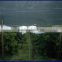 LDPE plastic rain cover for grape vineyard and orchard