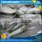 Purse seine frozen sardines for sale low price