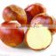 Organic Raw Fresh Chestnut