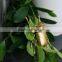 2016 Hot selling metal insects garden decoration