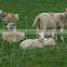 Durable Corrosion Resistant Cattle Fencing (ISO9001,2008)