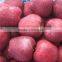 Full red huaniu apple new crop fresh red huaniu apple