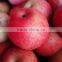 hot sale fruits and vegetables qinguan apples in stock