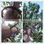 camouflaged pine tree antenna concealing tower/steel telecommunication pine tree tower