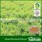 100% pure natural giant knotweed extract resveratrol manufacturers