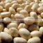 Blanched Peanut Kernel 28-32