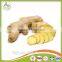 2017bulk Chinese organic fresh ginger with Eu organic certificate