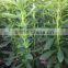 High Quality Newest Improved Stevia RA 65% Stevia Seeds For Planting