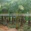 Hot Wholesale Outdoor Ornamental Decrotive Landscaping Phoenix Sylvestris Palm Trees Plants