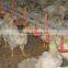 2015 advanced chicken farm equipment for broiler chicken