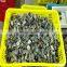 Frozen Cooked Short Necked Clam No Sand No Shell Pieces