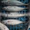 Frozen Fresh Seafood Big Eye Horse Mackerel Superior Quality Fish
