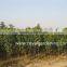 Cassia glauca trees Tropical and subtropical Trees