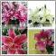Cut Fresh Lily Flowers Different Kinds Lily Flowers With Factory Price