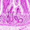 Histology and Embryology prepared slides epithelial tissue slip Prepared microscope slide