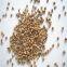 High quality Walnut shell sand / crushed walnut shell 10# 20# in abrasive